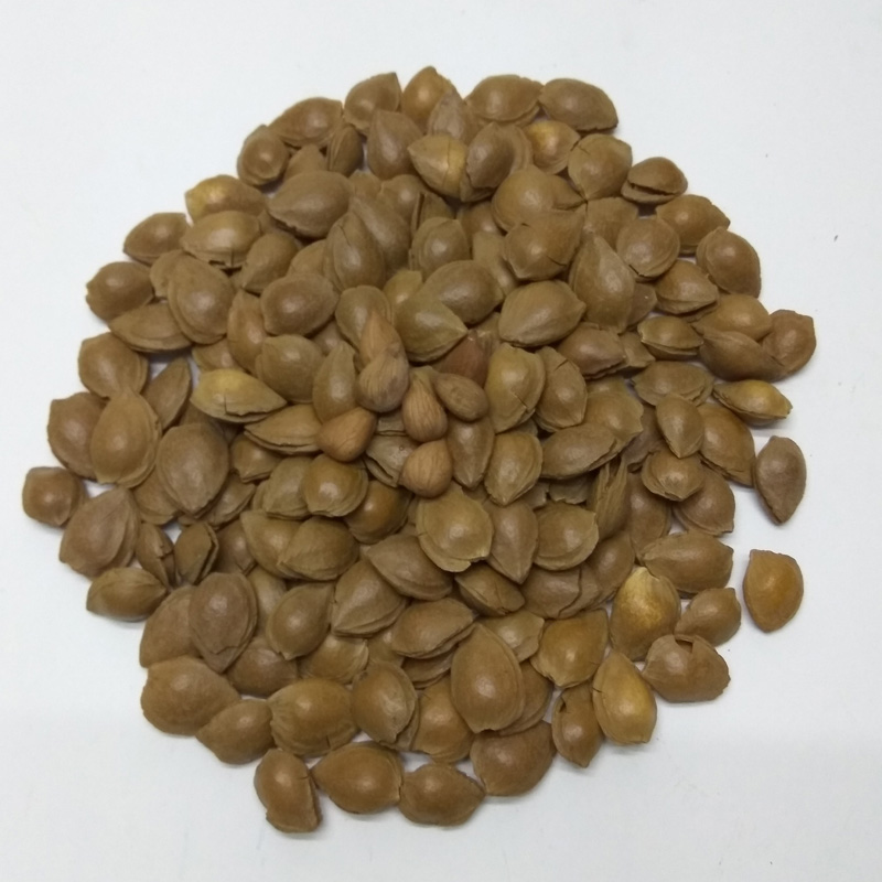 ¡¾ÂúººÉ½_ÐÓÈÊ500g¡¿ÉúÊìÄÏÌð³ÐµÂÐÓÈÊÎÞ¿ÇÁãʳ¼á¹ûÌØ²úÄÌÓÍÔζ