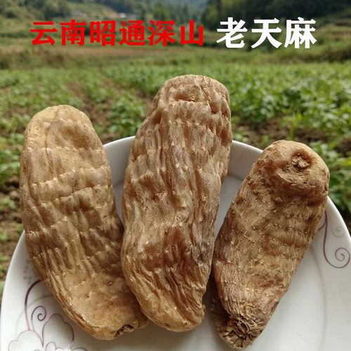 云南昭通天麻小草坝野地正宗特级老天麻自然晾晒干1斤10个大天麻