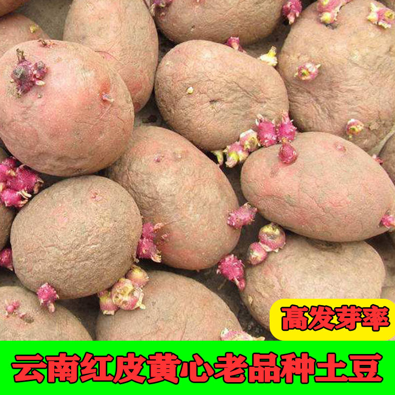 云南高产红皮黄心土豆种子春秋季节播种土豆种粉糯黄心洋芋马铃薯,水产肉类/新鲜蔬果/熟食,土豆,淘宝优惠券,粉丝福利购,淘宝优惠卷
