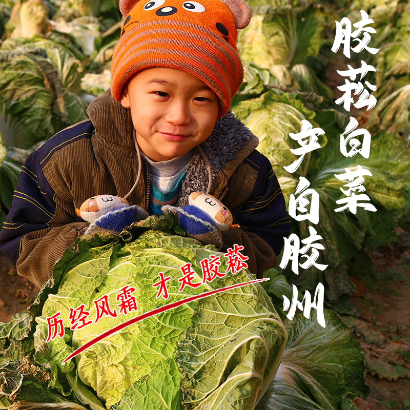 胶菘白菜礼盒新鲜蔬菜