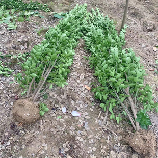丛生大叶黄杨北海道冬青树苗木庭院绿化四季常青耐寒围墙绿篱植物