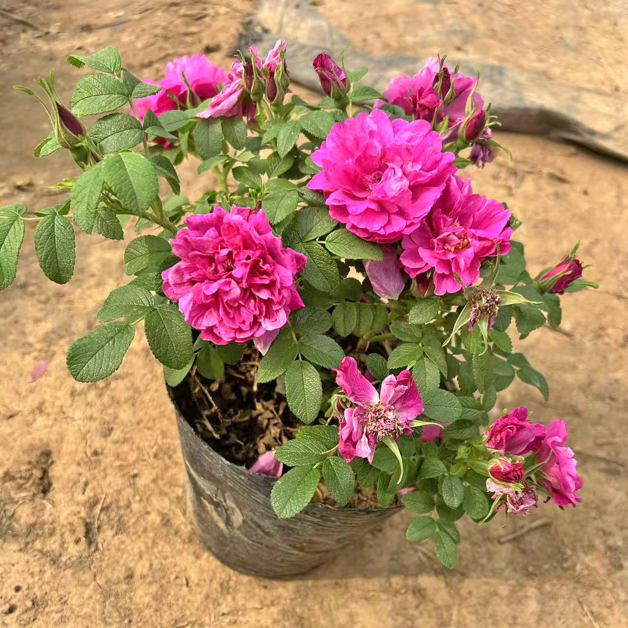 正宗食用玫瑰花苗平阴丰花一号