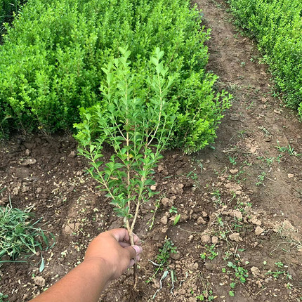 小叶瓜子黄杨树苗独杆黄杨造型树道路庭院绿化苗木耐寒植物篱笆苗