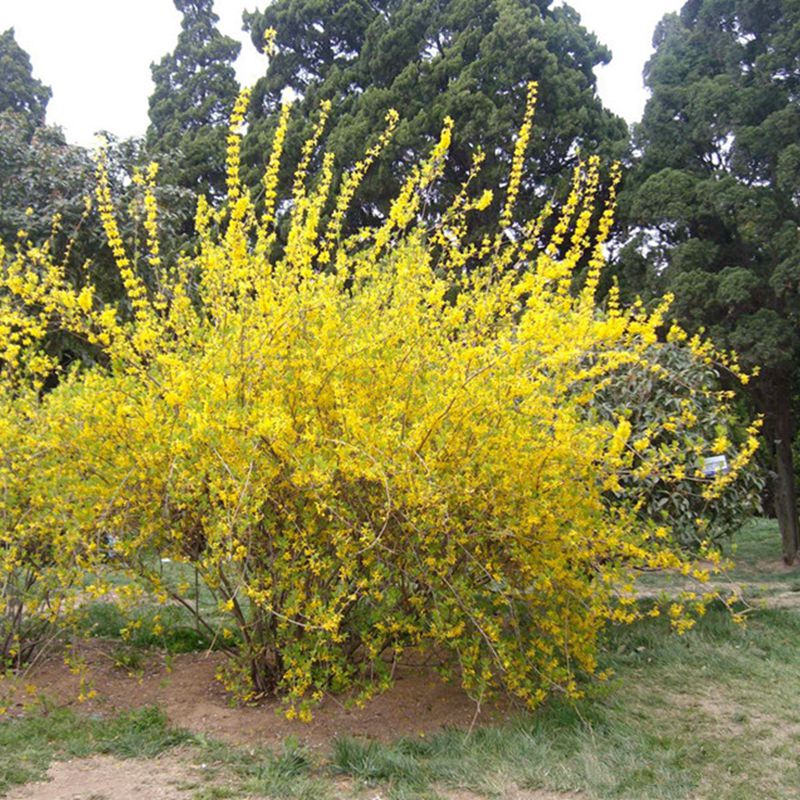 迎春花连翘树苗花卉植物连翘花苗黄老虎花苗盆栽当年开花庭院绿化