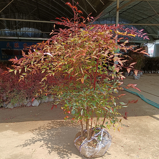 丛生南天竹树苗老桩盆景火焰红天竺庭院绿化苗木花园耐寒观叶植物