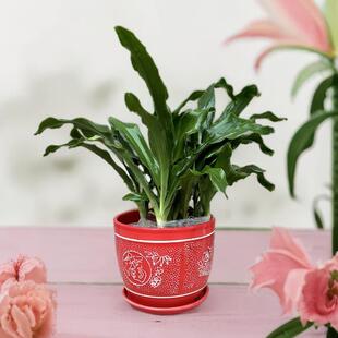 中华红果青叶金边万年青订婚乔迁吉祥草祝寿花卉客厅阳台盆栽绿植