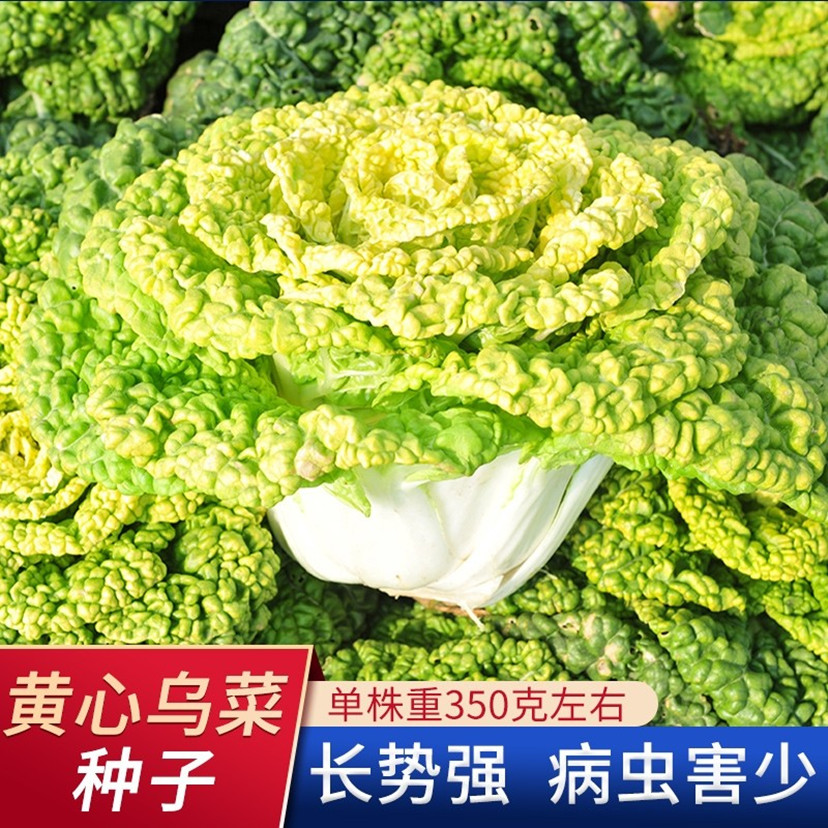 黄心乌菜种种籽乌塌菜雪里金花青菜蔬菜孑四季白菜黑菜乌塔菜菜籽