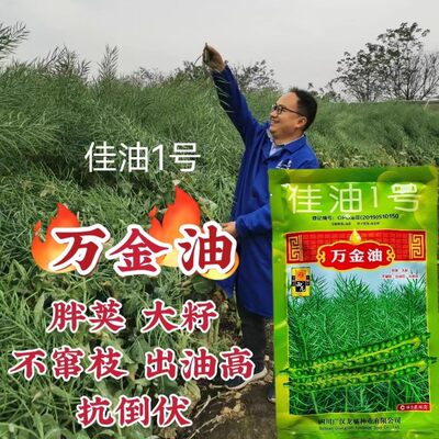 佳油1号万金油油菜种子 抗倒伏不窜枝油菜花孑高产胖荚大籽油菜籽