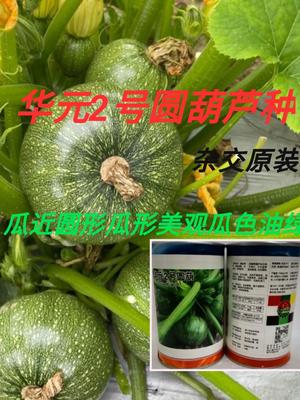 华元2号圆葫芦种子嫩圆南瓜西葫芦种子青皮家庭农场蔬菜种子圆型