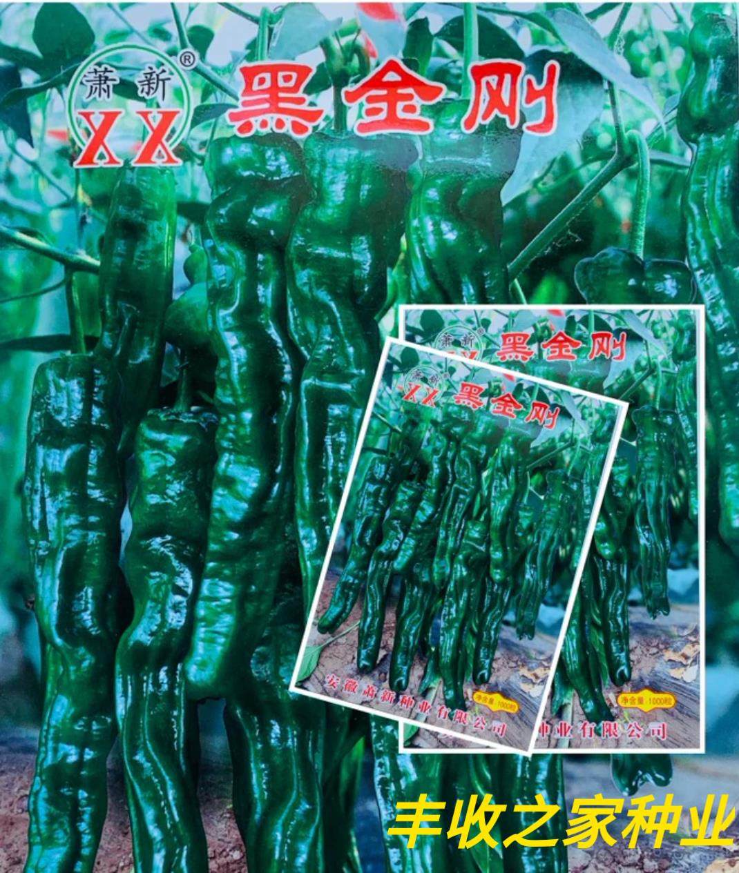 萧新黑金刚辣椒种子黑亮小皱皮长果皱皱椒香辣高产羊角型辣椒种子