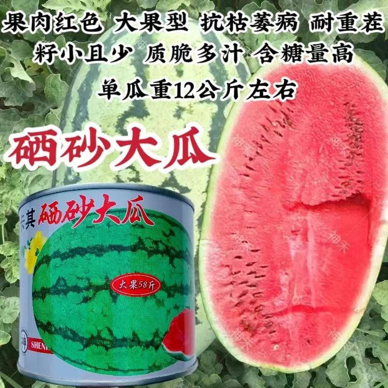 卡其硒砂大瓜种子大果型椭圆形大西瓜种子耐重茬籽小且少含糖量高