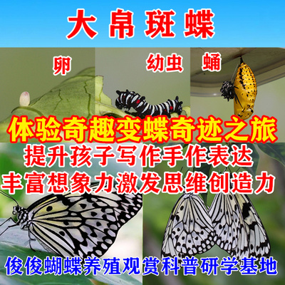 真活体蝴蝶幼虫卵蛹养殖昆爬虫宠物蝴蝶放飞饲养糖宝毛毛虫蚕宝宝