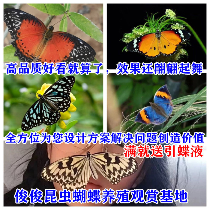 活体蝴蝶真蝴蝶求婚庆典婚礼品活蝴蝶放飞养殖蝴蝶羽化蝶顺丰包邮