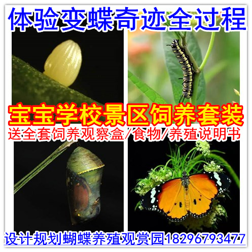 爬虫昆虫蝴蝶幼虫活体蚕宝宝糖宝