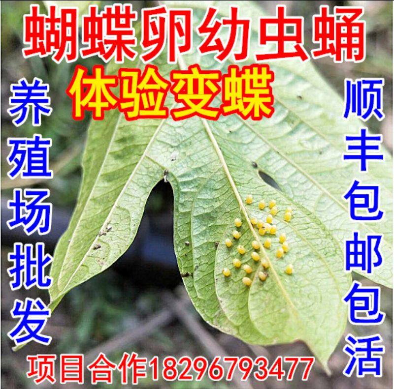 蝴蝶幼虫卵蛹真活蝴蝶养殖活体蝴蝶放飞蝴蝶卵蛹标本毛毛虫蚕宝宝