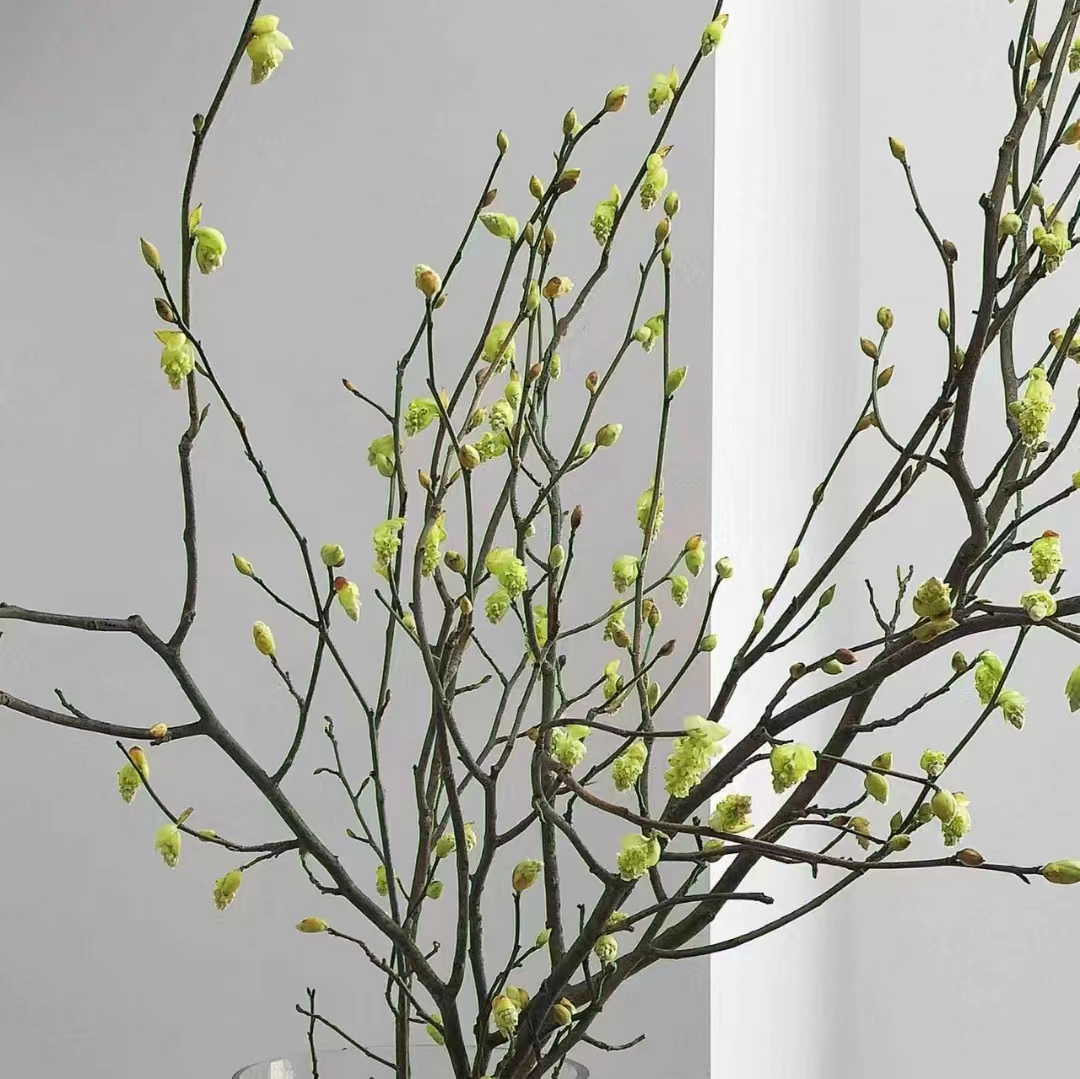 耳坠花云南直发绿色清新鲜切花