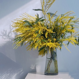羽叶金合欢鲜切枝条金合欢生活鲜花圣诞花云南鲜花直发水养枝条花