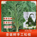 1斤装 新鲜天竺少女松枝圆柏松枝圣诞树材料花材圣诞松植物