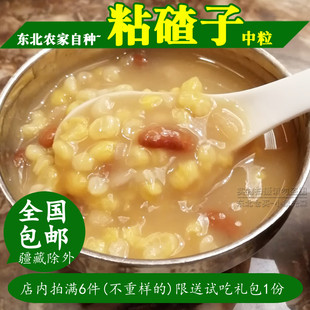 中粒粘碴子 新粮现磨东北玉米碴子大碴子粥材料黏苞米玉米糁农家