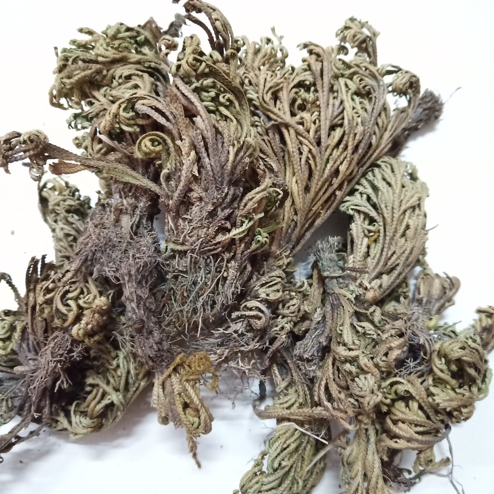 生和堂中药材还魂草 卷柏500克包邮