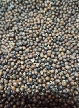 黄荆子枕头填充物枕芯布惊籽布荆仁黄金子普姜籽荆棵荆子