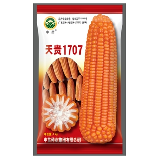 1公斤中苗天贵1707大田杂交饲料玉米种子苞谷土玉米硬玉米白轴