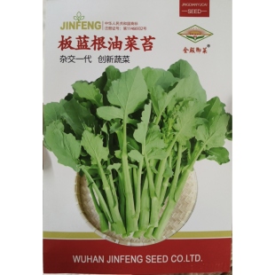 300粒一包板蓝根油菜苔种子新品 种新口感