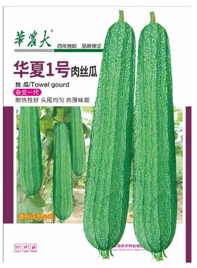 10克广东华农大华夏1号耐热花点肉丝瓜种子夏秋用种耐热高产多瓜