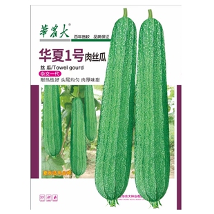 10克广东华农大华夏1号耐热花点肉丝瓜种子夏秋用种耐热高产多瓜
