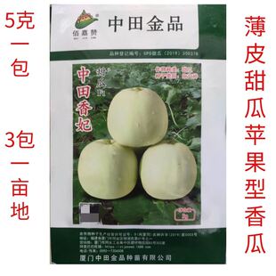 5克中田香妃甜瓜种子杂交梨形薄皮乳白果皮淡黄色银辉香瓜种