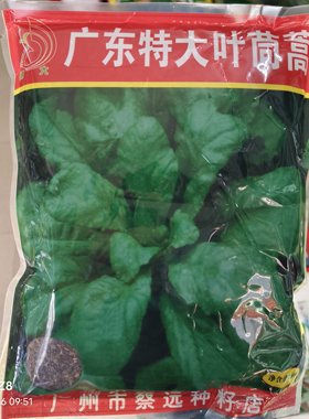250克远大广东特大叶茼蒿种子油绿色耐寒耐雨