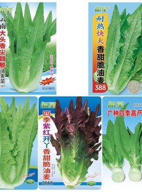 内双包韶星尖叶油麦菜种子红开丫油麦菜种籽春秋播高产