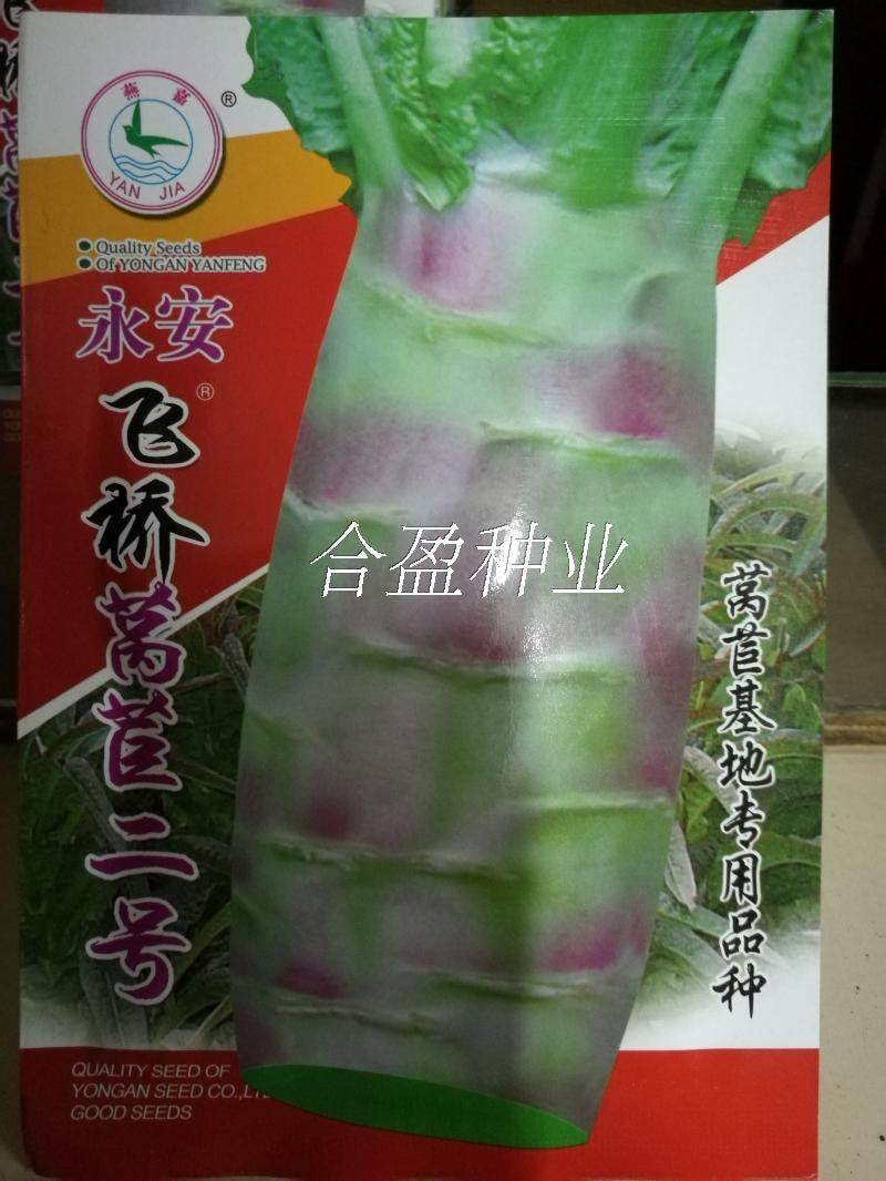 永安飞桥莴笋王香笋飞桥一号二号红莴笋莴苣三明小陶红菜头种子