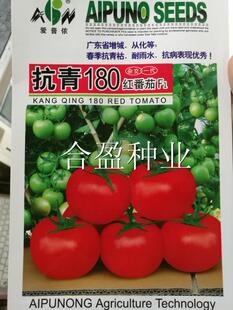 广东爱普农抗青180大红果番茄西红柿种子抗青枯病番茄种子
