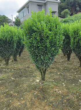 雀舌黄杨树苗球小叶黄杨球瓜子黄杨苗四季常青耐阴常绿庭院绿篱