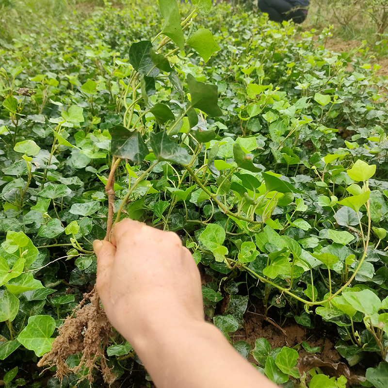 常春藤苗爬山虎爬墙藤围墙爬藤植物室内绿植四季常青园林绿化苗