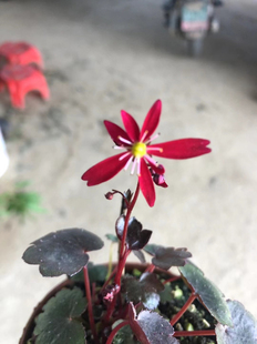 进口山野草小大文字草小町姬大文字草