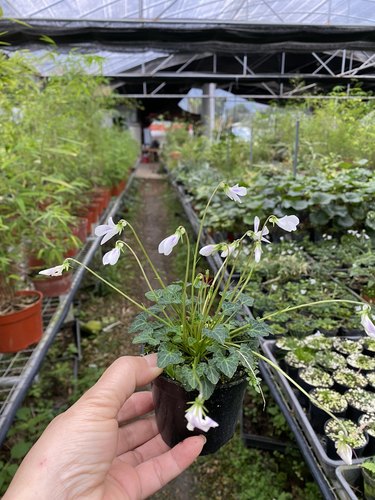 姬堇菜 八重山屋久岛 日本迷你微型堇菜山野草盆栽植物