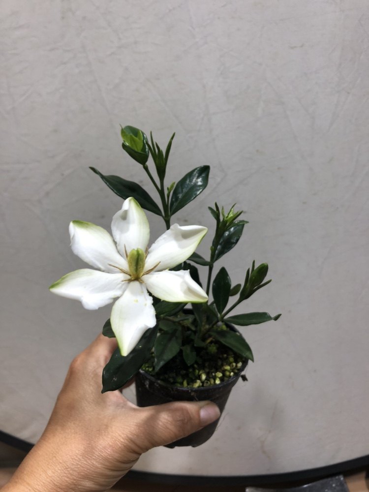 小叶寿星海岛小圆叶栀子花香味无尽雪浓郁四季开花室内室外小盆景