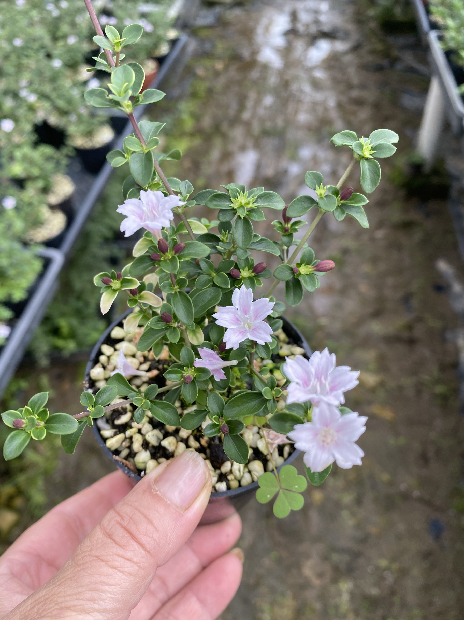 四季开花 附石盆景 提根六月雪