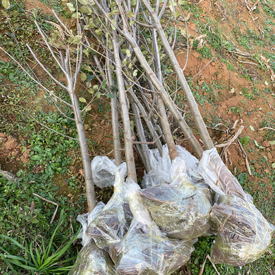 昭通果树丑苹果红露苹果大树苗