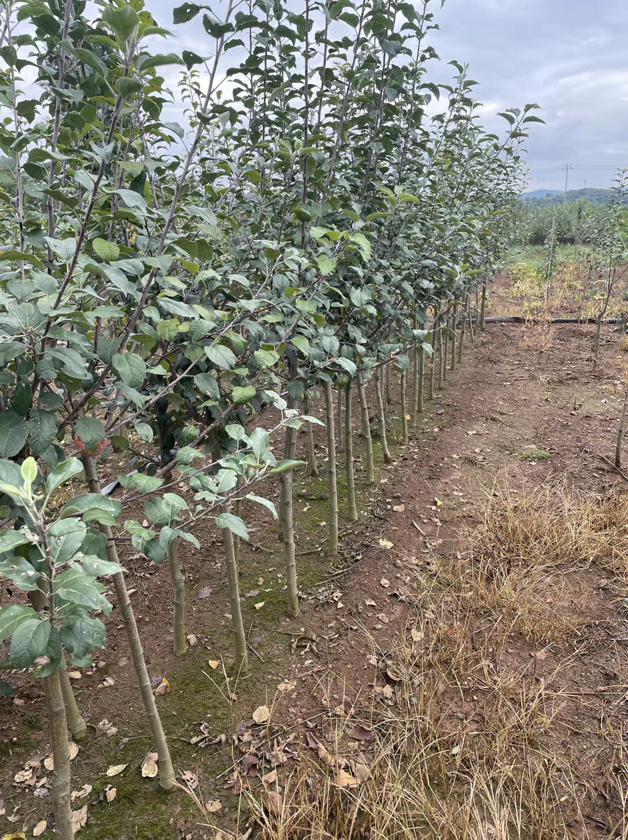 云南昭通糖心苹果红露苹果树苗2-3公分粗89元1颗数量还有20颗