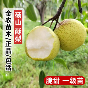 梨树果苗嫁接安徽砀山酥梨苗特大脆甜梨树苗南方北方种植当年结果