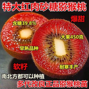【地头直发】红心猕猴桃树苗公母同株新品种正宗耐寒庭院南北种植