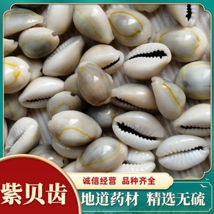 材紫贝齿 紫贝 文贝 紫贝子 南蛇 狗支螺100克 柠檬水泡包邮