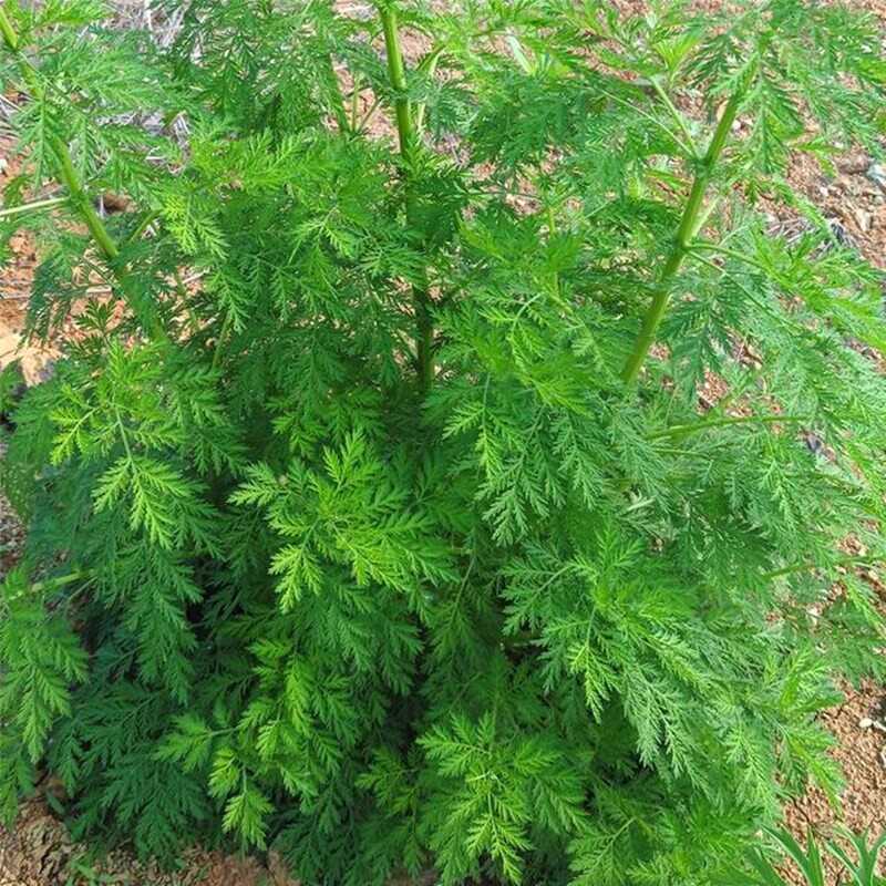 青蒿苦蒿黄蒿新鲜自然生长农特产泡茶泡澡养生农家食用中药材优质