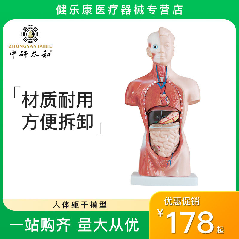 人体部位骨骼模型腹部位骨骼模型  医用骨骼模型教学模型