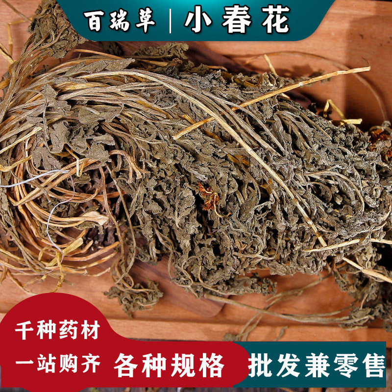 【百瑞草】小春花中药材 一朵云 散血叶 独立金鸡 破天云 阴地蕨