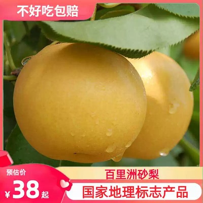 百里洲沙梨皮薄肉多香甜可口