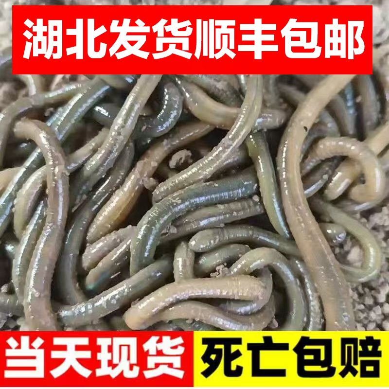 放黄鳝钓黄辣丁钓黄鳝